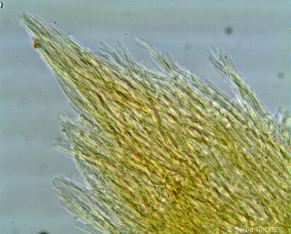 Crosta dubbia - foto 5524 (Hyphodontia gossypina?)